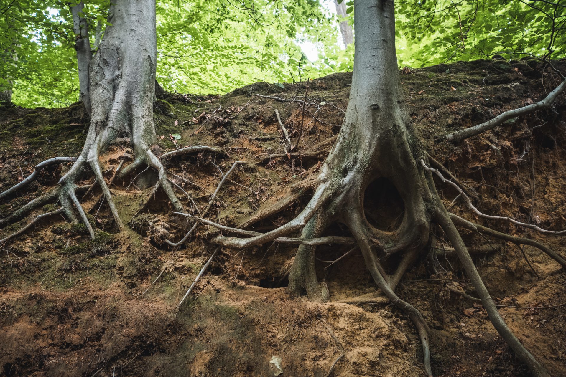 Tree roots damage your plumbing