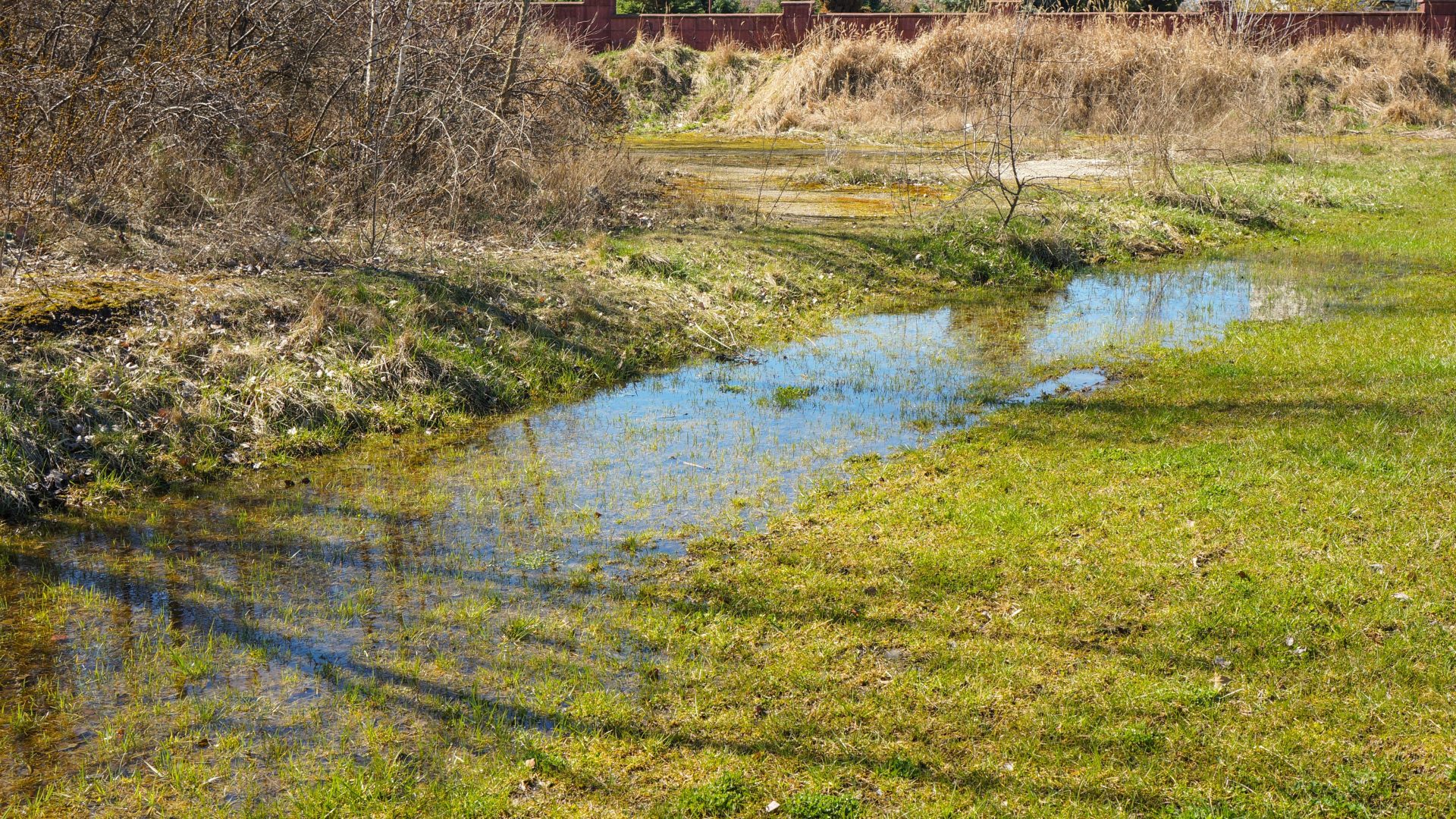 A lawn with standing water where a septic tank has overflowed