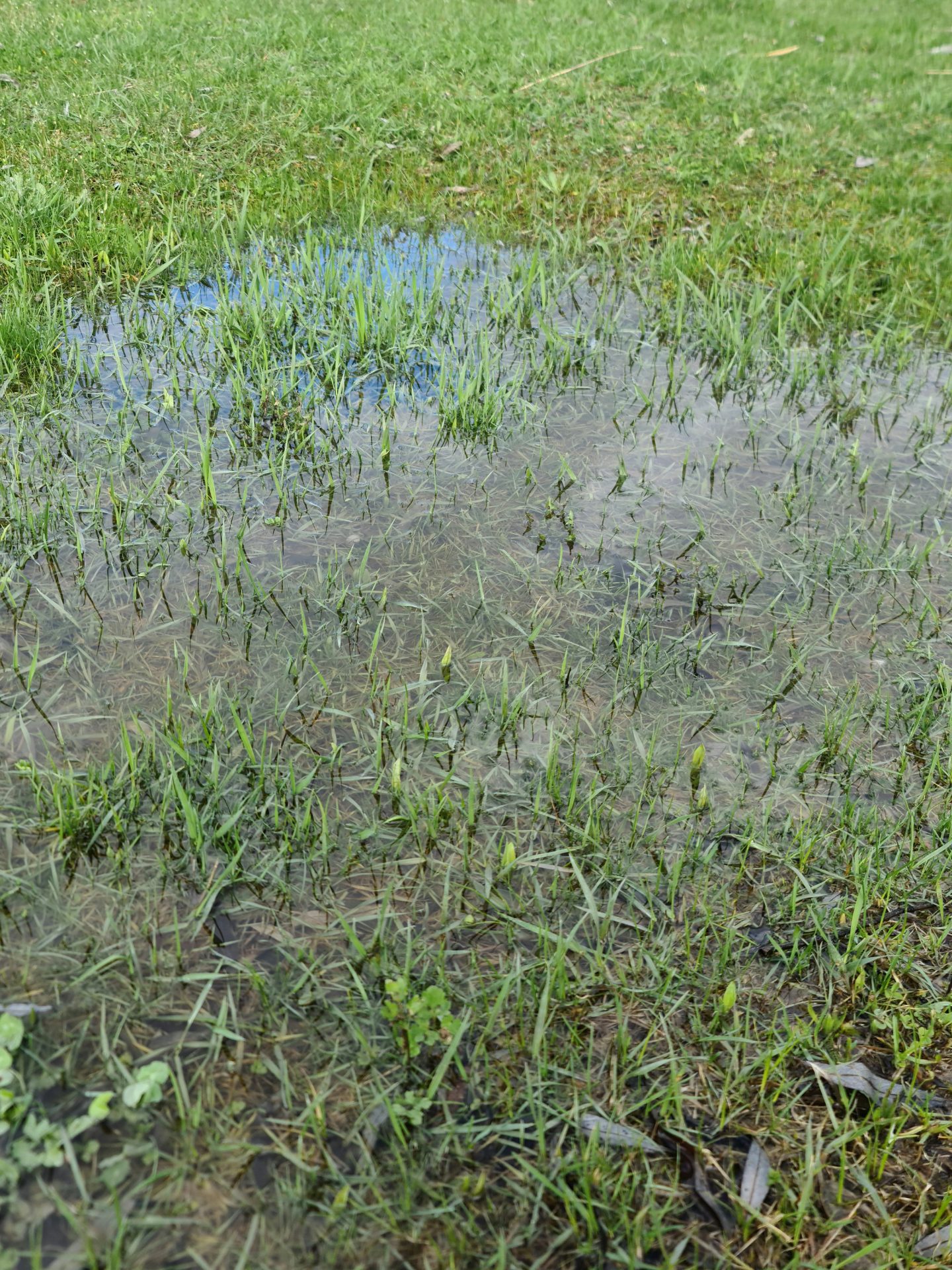 A large puddle of water sitting atop the long, green grass of a lawn