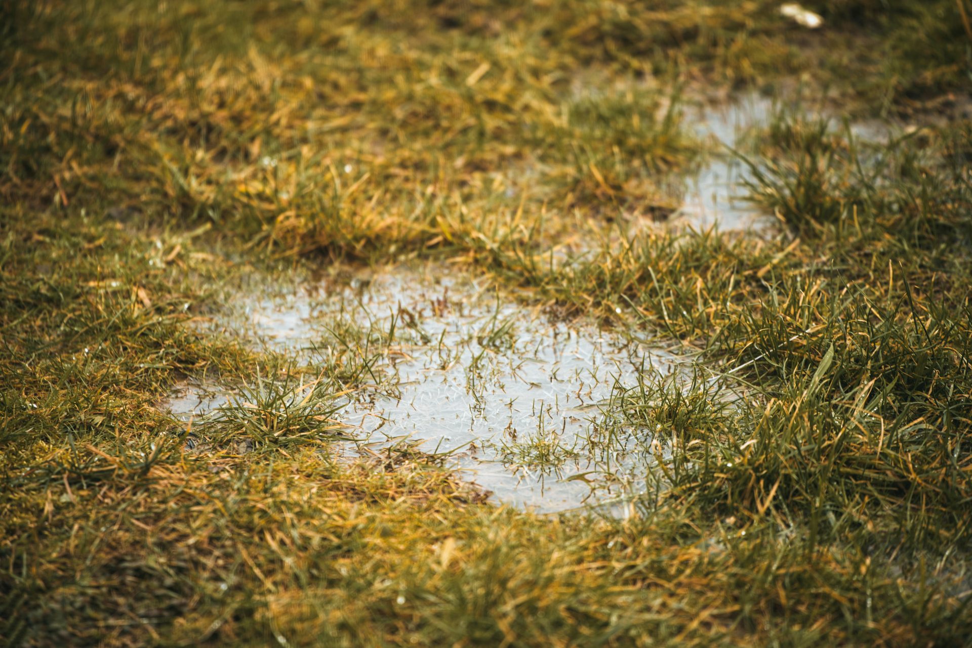 A pair of large puddles of water is visible atop the green grass of a home's lawn.